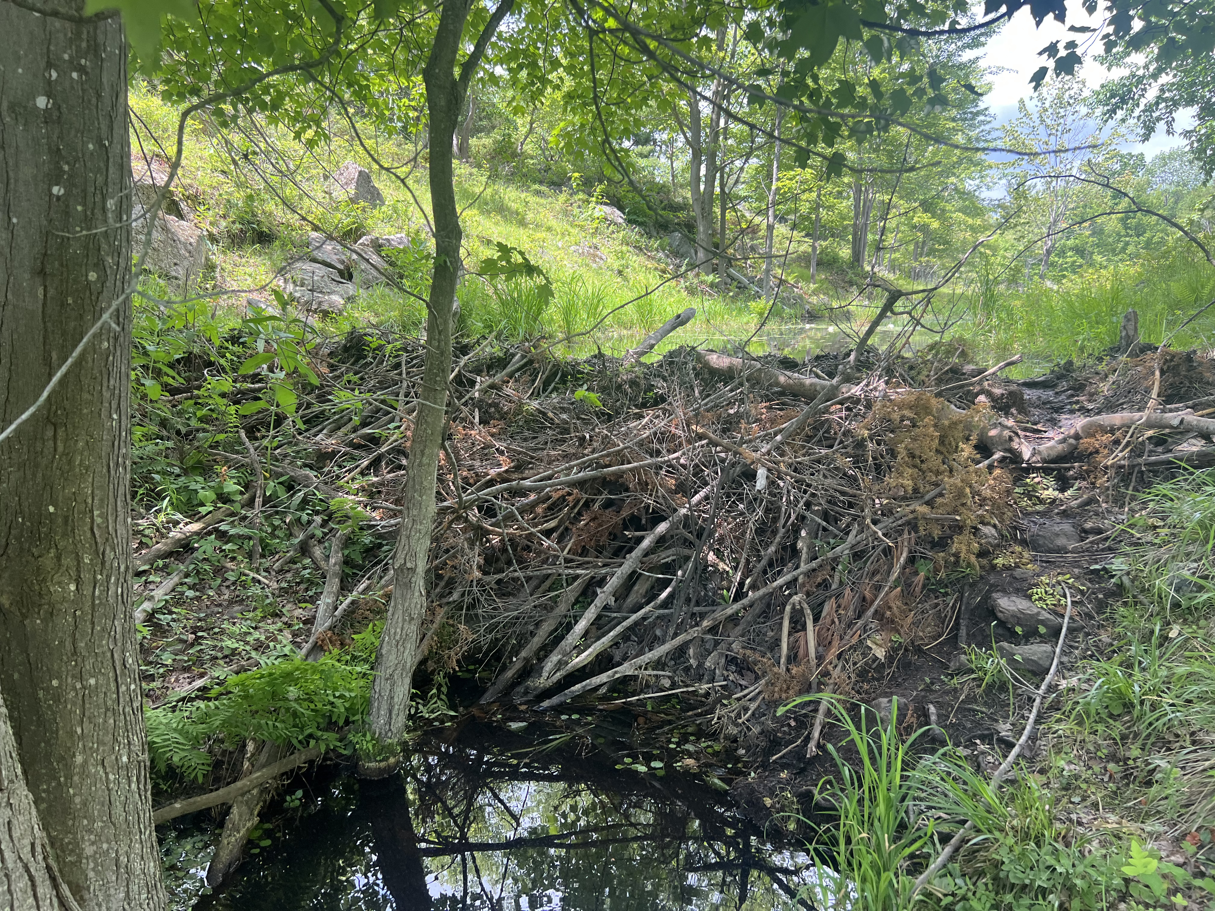 A picture of a beaver damn