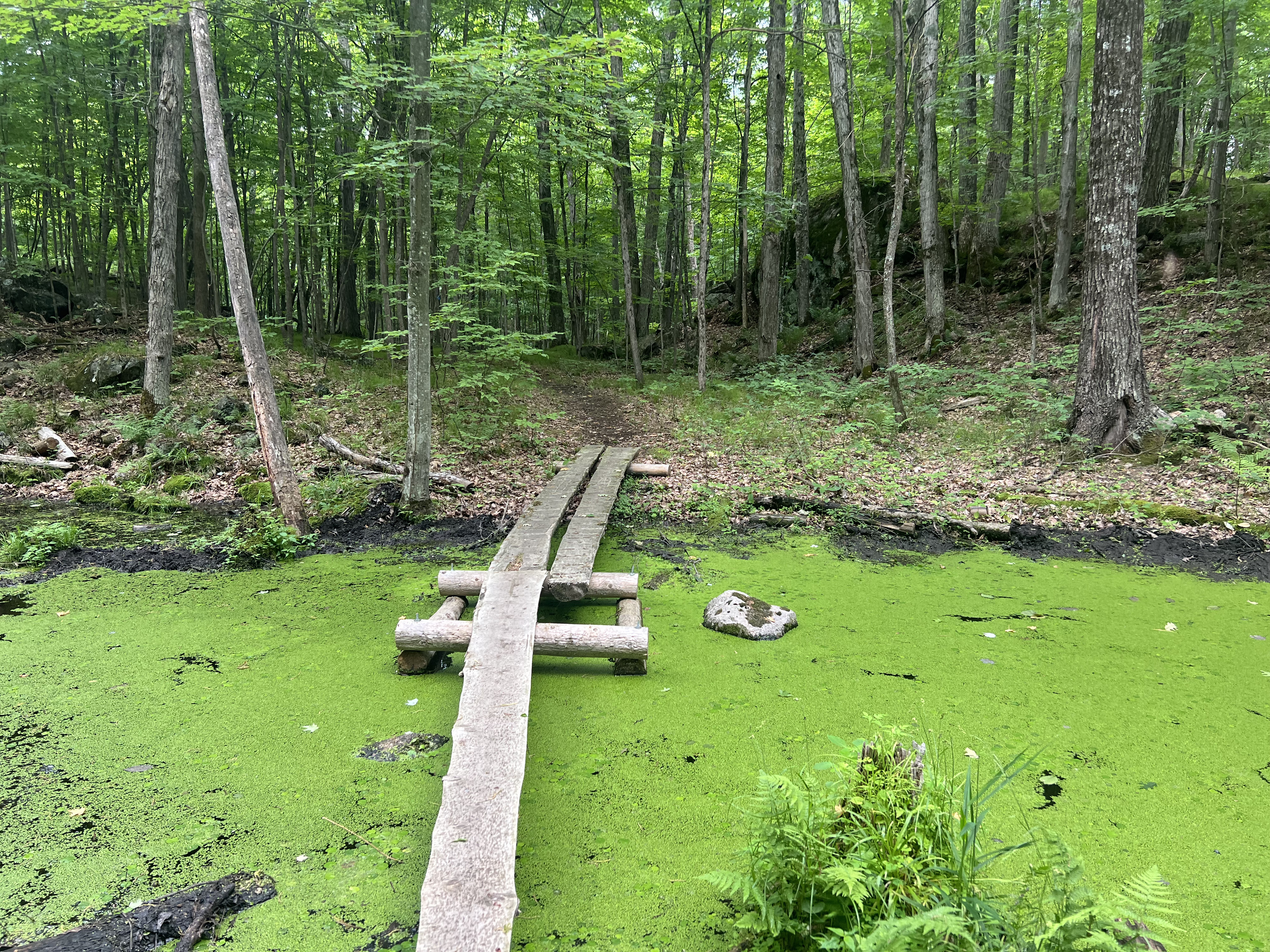 A wooden plank bridge over a pond covered in algae