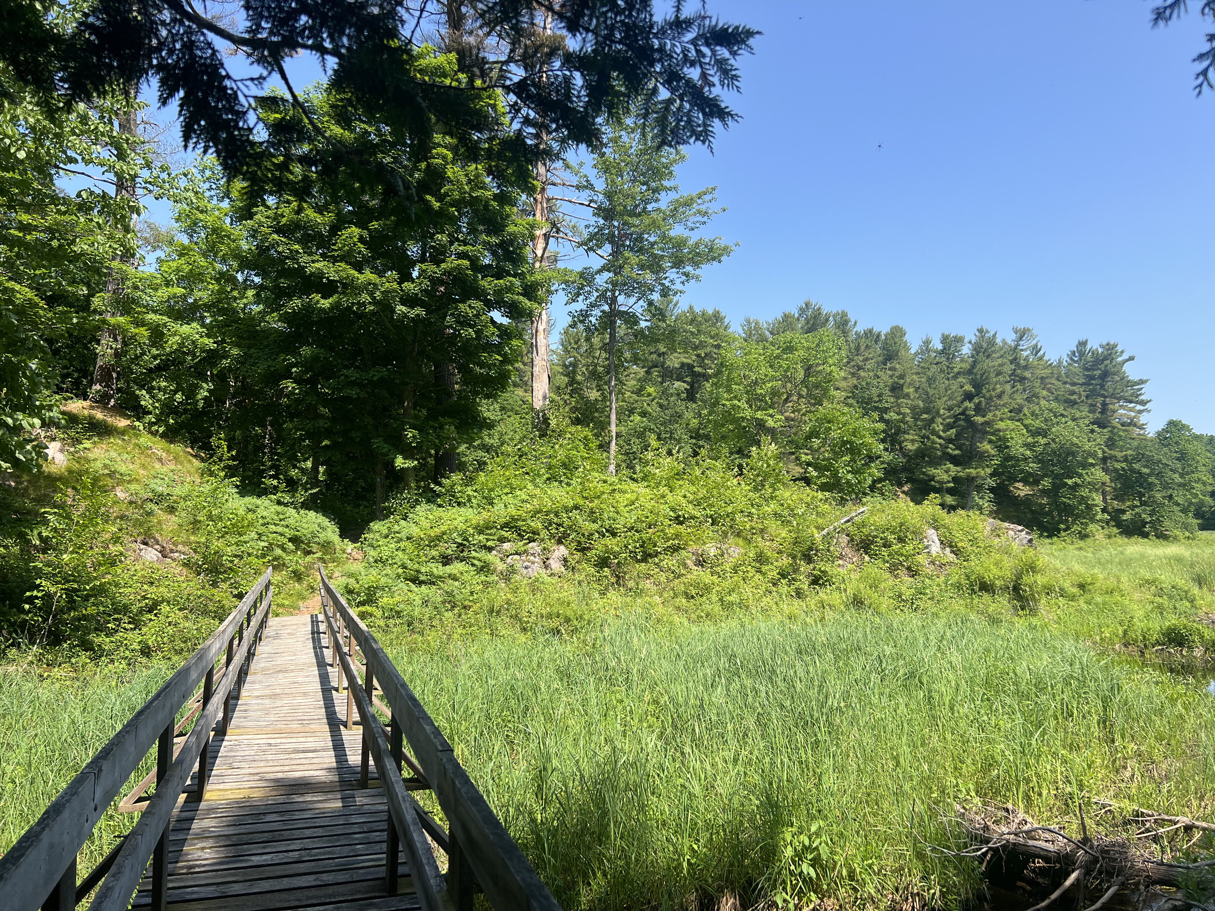 A picture of a wooden bridge in a forest with a blue sky in the background