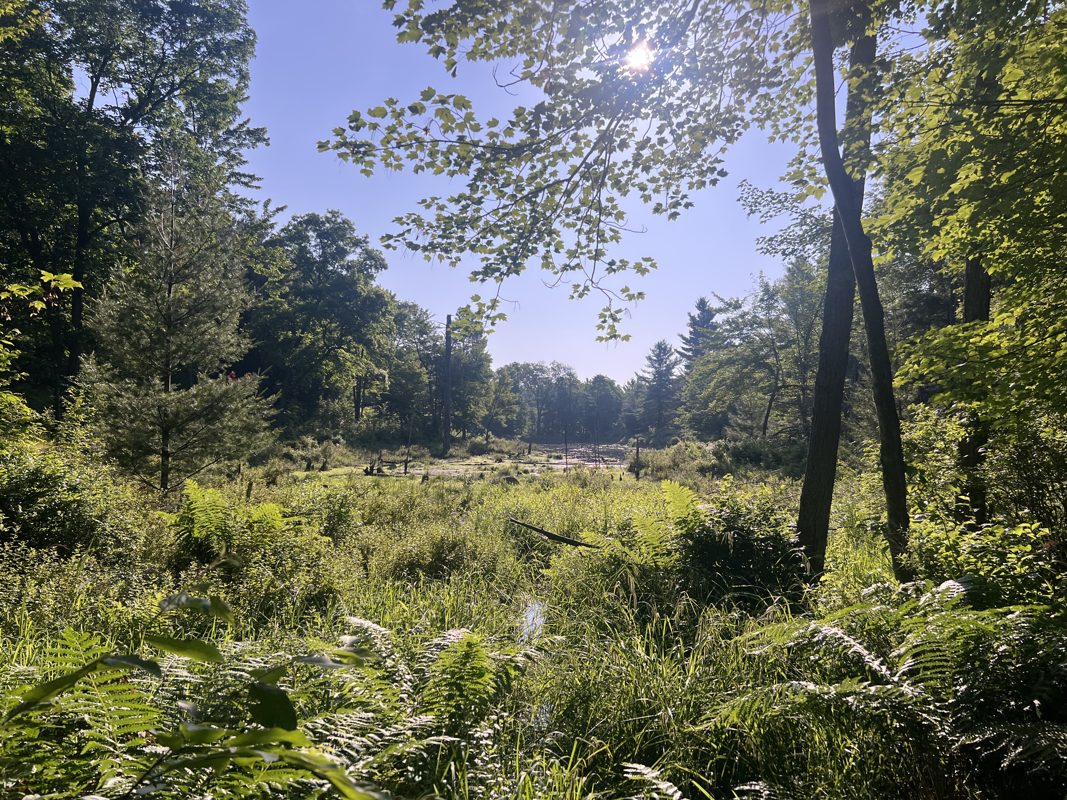 A picture of a marshy opening in the forest
