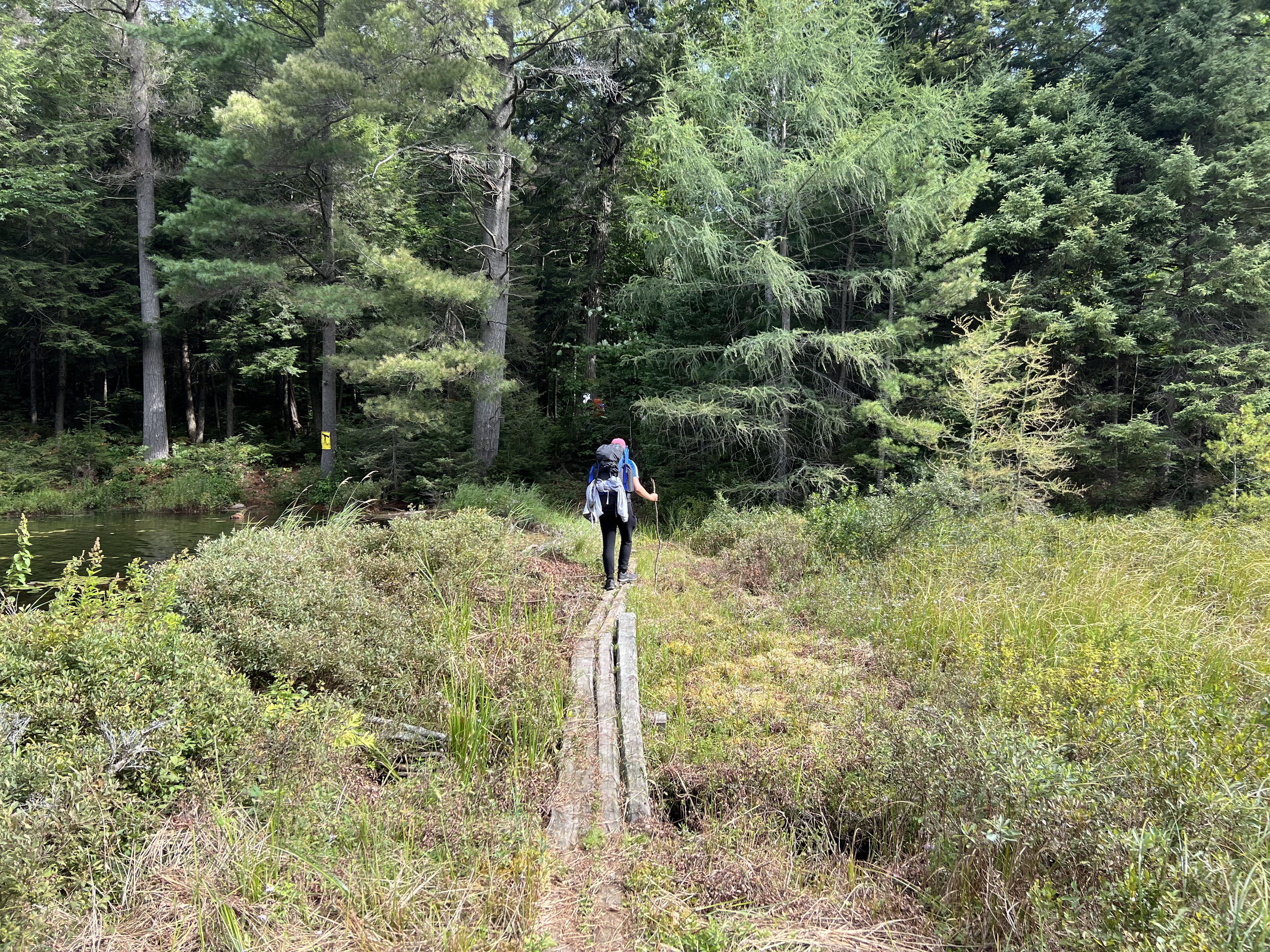 Man walking on wooden bridge through a marshy woodland area